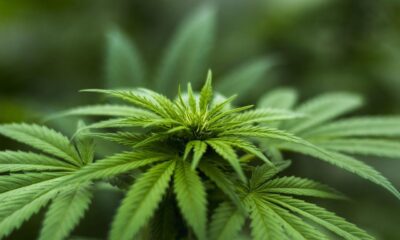 Den brittiska cannabisindustrin växer som ett ogräs avslöjar ny rapport