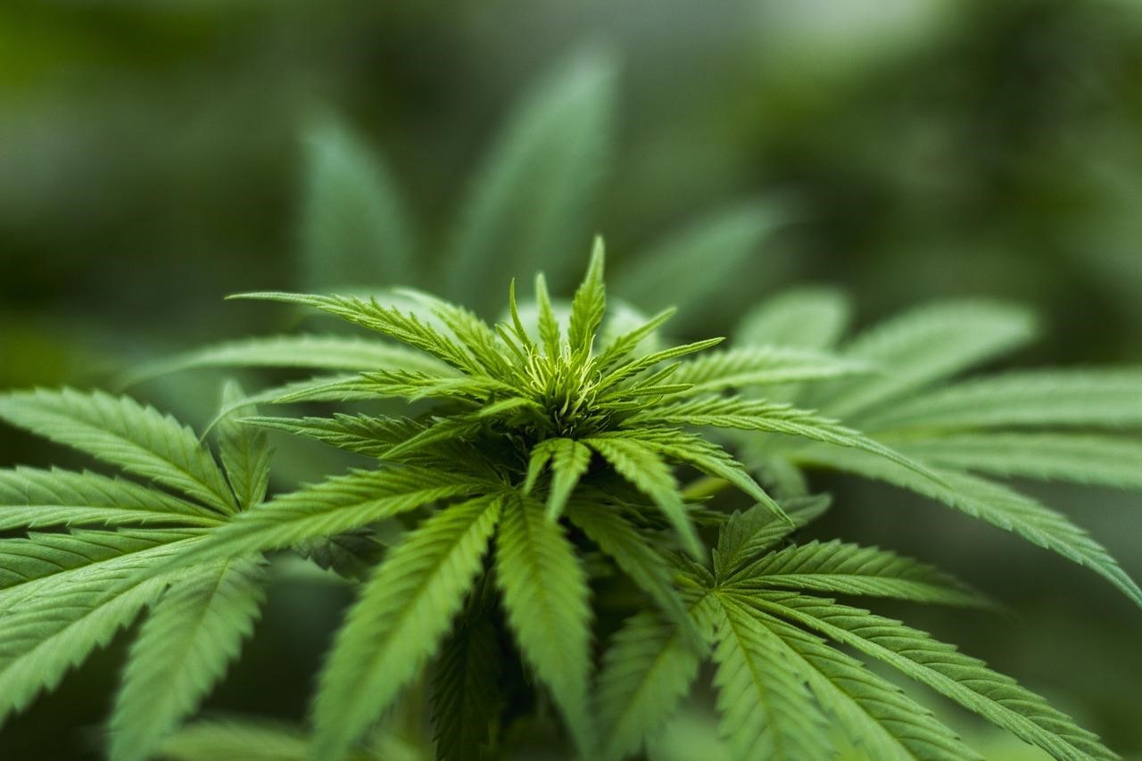 Den brittiska cannabisindustrin växer som ett ogräs avslöjar ny rapport