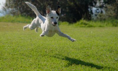 första börshandlade fonderna som lanserades i USA under 2018 var Arrow Funds Dogs of the world ETF (NYSEArca: DOGS). Vid första anblicken var Dogs of the world