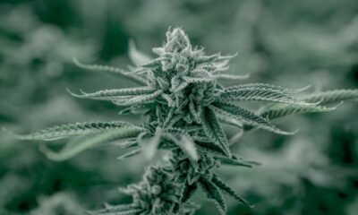 Enligt en nyligen publicerad rapport värderades den globala cannabismarknaden 2018 till 8 miljarder US-dollar 2018 och beräknas växa i snabb takt från 2019 till 2027. Fördelen med medicinsk cannabis är att den kompletterar det normala cannabis-systemet som kallas endocannabinoid-systemet
