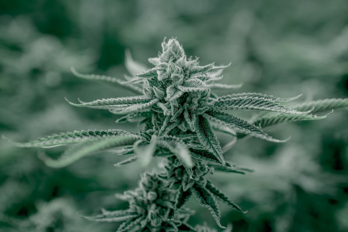 Enligt en nyligen publicerad rapport värderades den globala cannabismarknaden 2018 till 8 miljarder US-dollar 2018 och beräknas växa i snabb takt från 2019 till 2027. Fördelen med medicinsk cannabis är att den kompletterar det normala cannabis-systemet som kallas endocannabinoid-systemet