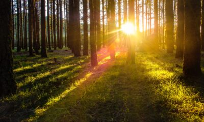 AIFM Group (“AIFM”) blir auktoriserad AIF-förvaltare för Skogsfond Baltikum AB (publ). Fonden är en alternativ investeringsfond som öppnar upp möjligheten för privatpersoner att få exponering mot skogstillgångar i Baltikum.