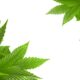 Cannabis-ETF:er drar nytta av lagändringar Lagförslaget syftar till att göra det lättare för banker att ge ekonomiskt stöd till legala cannabisföretag i USA.