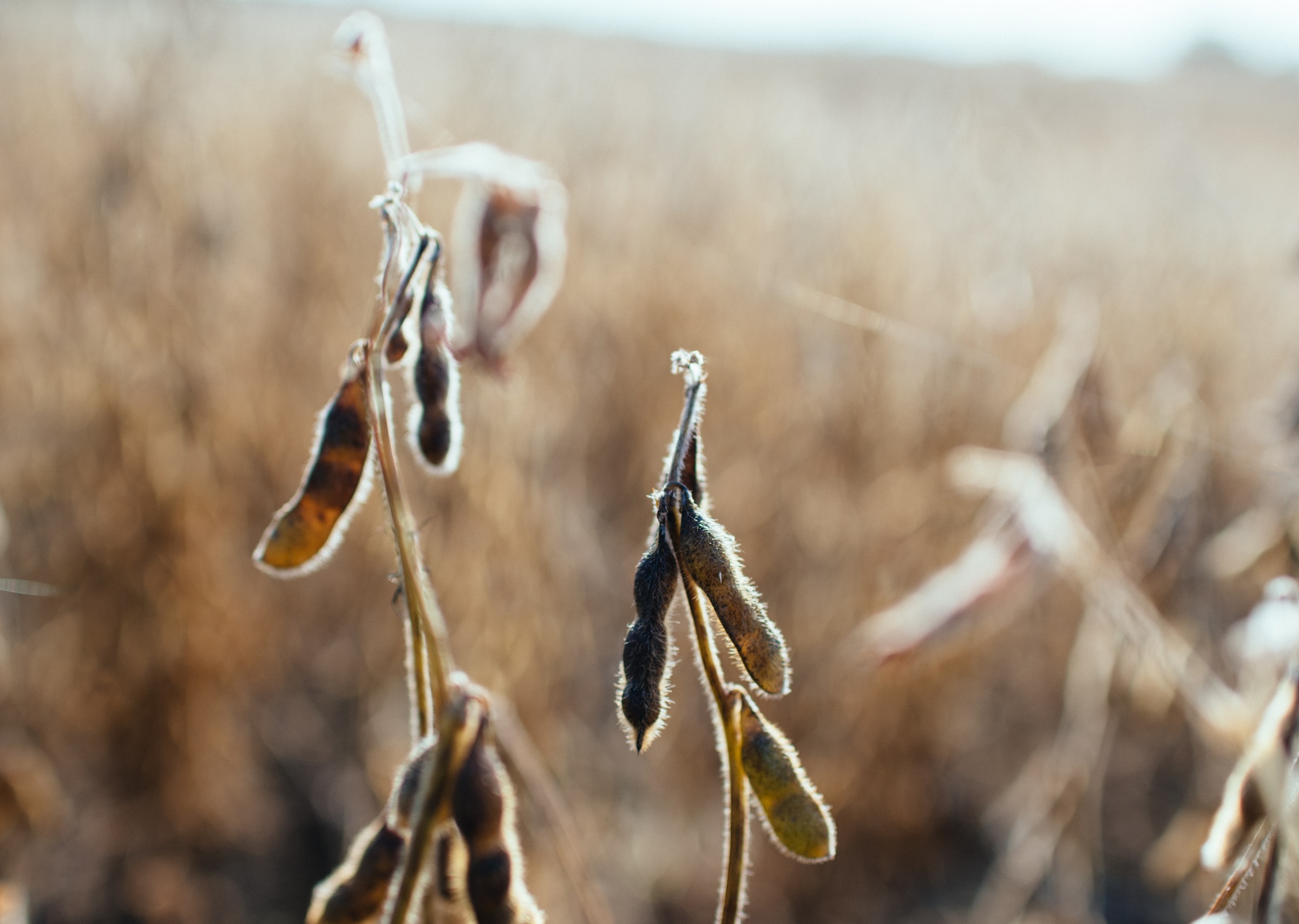 Sojabönor har varit bland de svagare jordbruksprodukterna under de senaste åren, men det kan komma att ändra sig inom kort. Under de tre senaste åren har den genomsnittliga avkastningen för denna jordbruksråvara legat på cirka -7 procent. Priset på sojabönor kan vara på väg ur sin långa botten.