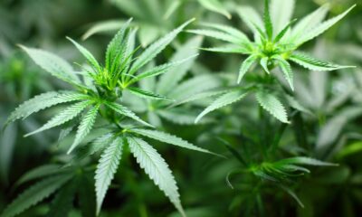 HANetf The Medical Cannabis and Wellness UCITS ETF (CBSX ETF) investerar i nordamerikanska aktier med fokus på Cannabis. Utdelningen i fonden återinvesteras (ackumuleras). https://pixabay.com/sv/photos/fr%C3%B6planta-cannabis-marijuana-1062908/
