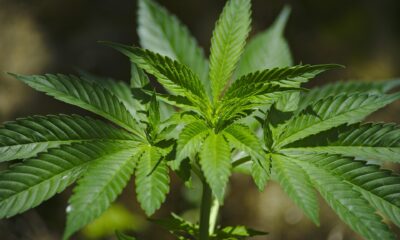 i Ohio lade under fredagen formellt fram ett förslag, en proposition om att legalisera marijuana, både innehav, produktion och försäljning av marijuana.