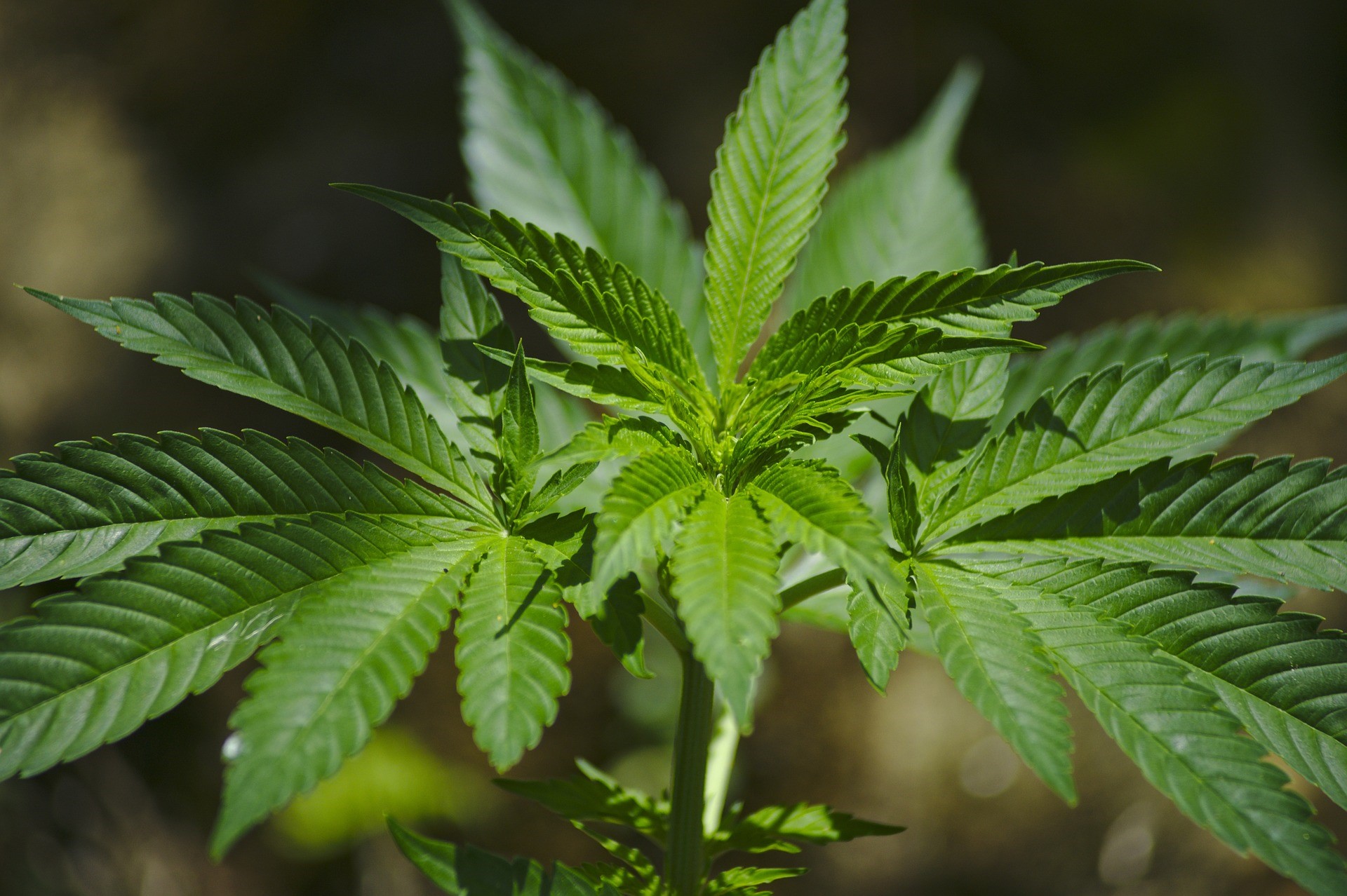 i Ohio lade under fredagen formellt fram ett förslag, en proposition om att legalisera marijuana, både innehav, produktion och försäljning av marijuana.