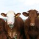 Två råvaruterminkontrakt finns för boskapshandlaren och investeraren: det går att investera i levande boskap och feeder cattle, som båda handlas på Chicago Mercantile Exchange (CME).