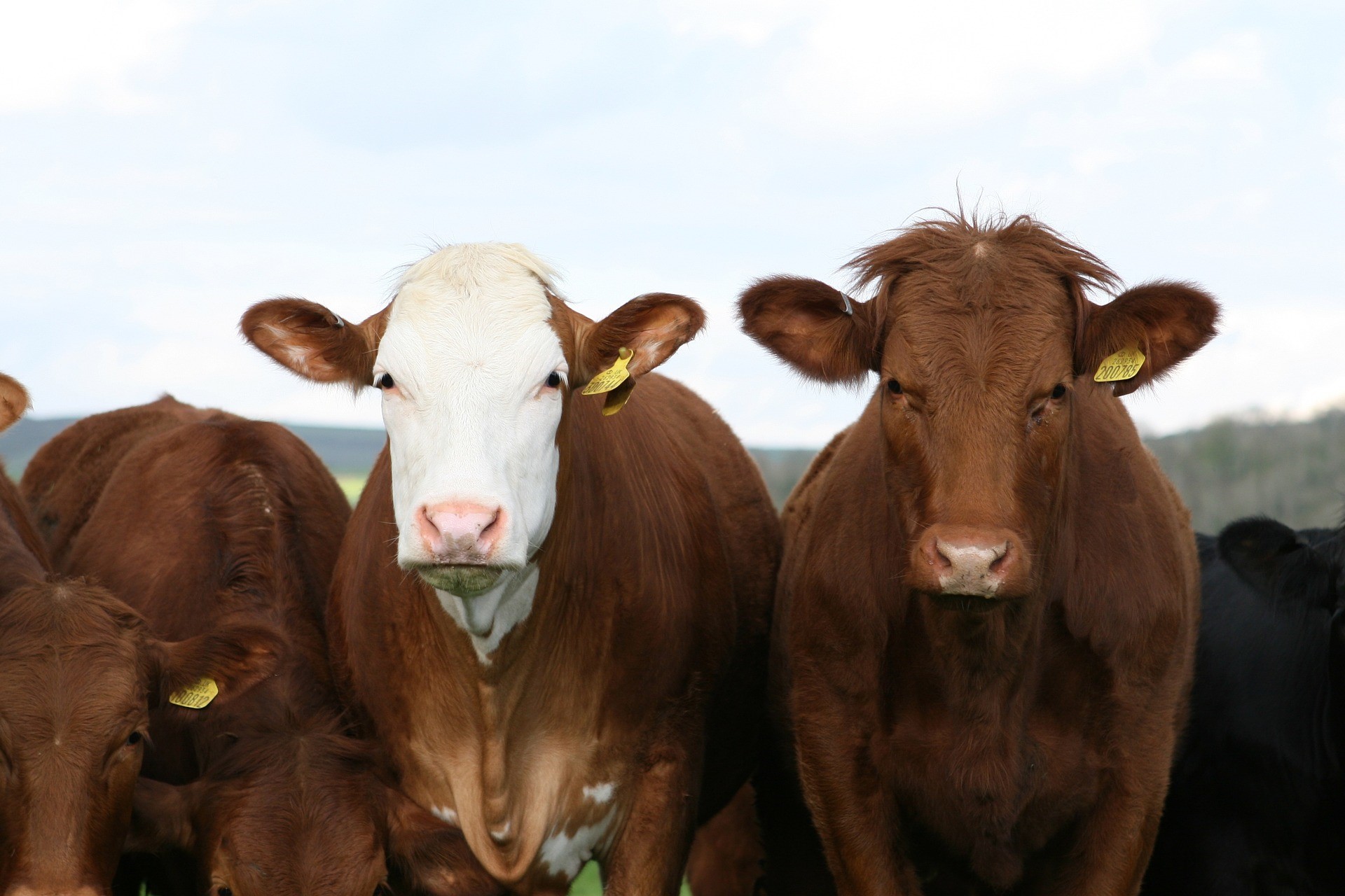 Två råvaruterminkontrakt finns för boskapshandlaren och investeraren: det går att investera i levande boskap och feeder cattle, som båda handlas på Chicago Mercantile Exchange (CME).