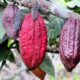 Kakaoväxten upptäcktes på 1600-talet, under den tidiga utforskningen av Amerika och tog snabbt Europa med storm eftersom smaker och sötningsmedel var den dominerande användningen för kakaobönorna. Även känd som Theobroma som betyder "gudarnas mat", kan kokaväxten vara bitter, men den mest dekadenta grödan som världen idag känner till som choklad (en industri på 98,3 miljarder dollar). Kakaoväxten är en extremt användbar vara då många produkter tillverkas av den enskilda växten som kakaosprit, kakaosmör och kakaopulver.