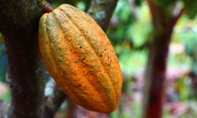 En gång användes kakao som valuta och nu en av de mest populära ingredienserna i världen – kakao är en soft commodity med en intressant historia. Här diskuterar vi kakaohandelsstrategier och ger dig mer inblick i dess produktion och hur man handlar kakao.