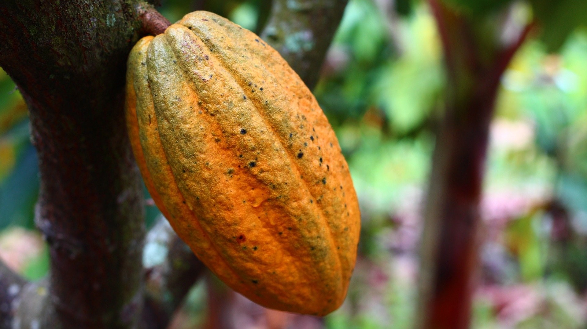 En gång användes kakao som valuta och nu en av de mest populära ingredienserna i världen – kakao är en soft commodity med en intressant historia. Här diskuterar vi kakaohandelsstrategier och ger dig mer inblick i dess produktion och hur man handlar kakao.
