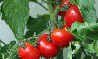 redan i mitten av 1700-talet hade tomater positionerats som ett populärt inslag i den amerikanska dieten. Texten i denna artikel avser i första hand tomatodlingen