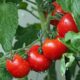redan i mitten av 1700-talet hade tomater positionerats som ett populärt inslag i den amerikanska dieten. Texten i denna artikel avser i första hand tomatodlingen