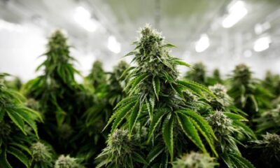 Malta kommer den här veckan att bli det första europeiska landet att legalisera odling och innehav av cannabis för personligt bruk. Innehav av upp till sju gram av drogen kommer att vara laglig för personer som är 18 år och äldre, och det kommer att vara tillåtet att odla upp till fyra cannabisplantor hemma. Vidare kommer det att vara lagligt att lagra upp till 50 gram av den torkade produkten.