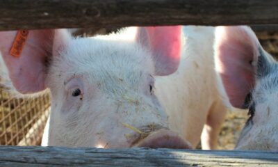 För att kunna handla med enskilda råvaror på rätt sätt behöver du en djup förståelse av kostnadsstrukturerna för varje mikroråvarumarknad. Låt oss använda exemplet med lean hogs som grov översikt.