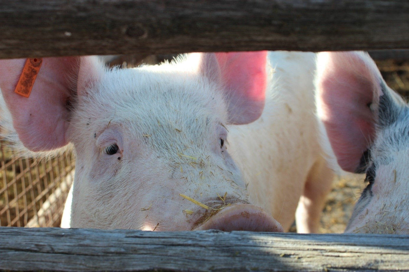 För att kunna handla med enskilda råvaror på rätt sätt behöver du en djup förståelse av kostnadsstrukturerna för varje mikroråvarumarknad. Låt oss använda exemplet med lean hogs som grov översikt.