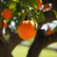 I den här handelsguiden utforskar vi sätten att handla med apelsinjuice, där du kan börja handla med råvaran. Läs vidare för att ta reda på vad experter tycker om apelsinjuice som en råvara på den globala marknaden.