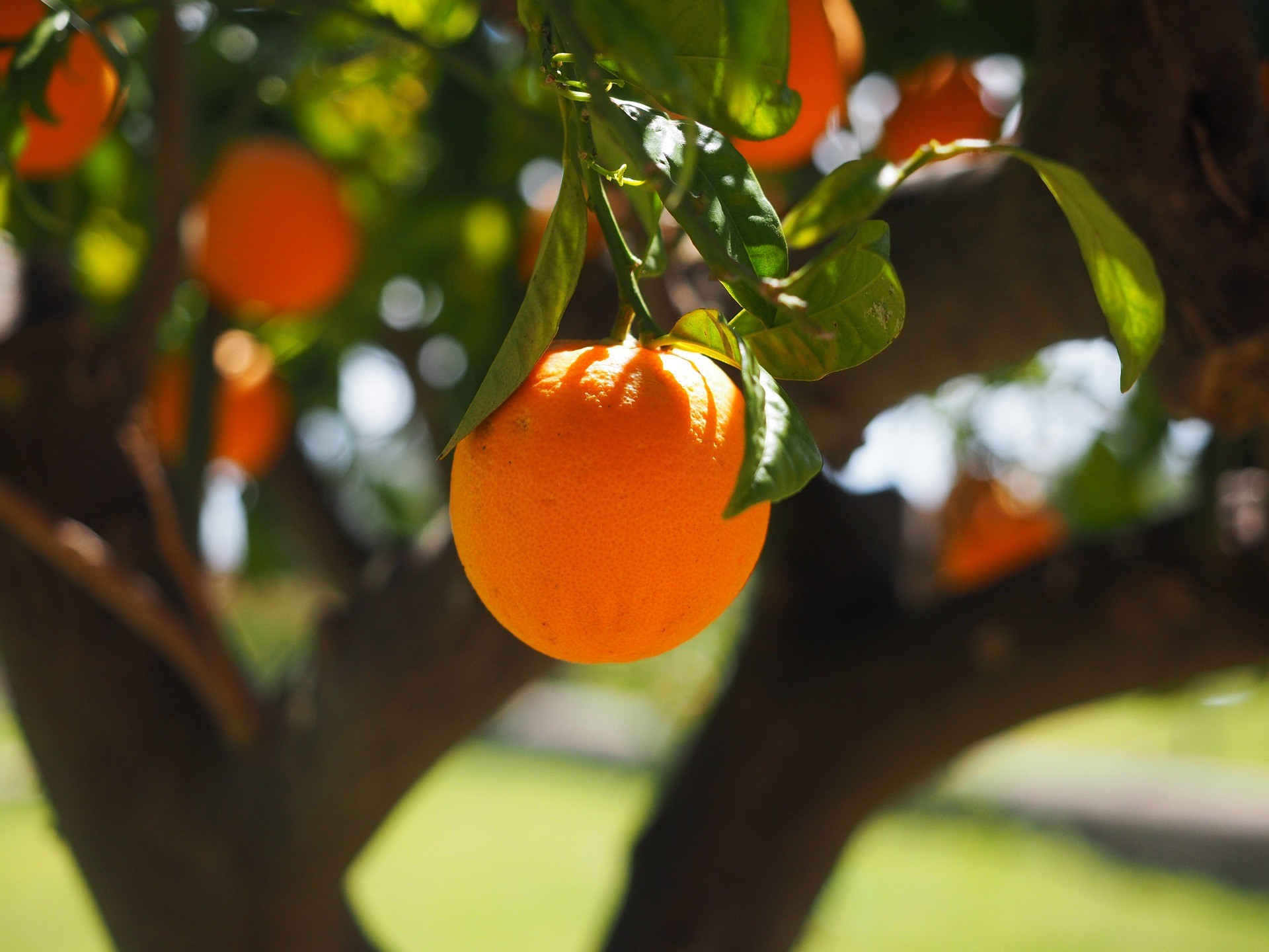 I den här handelsguiden utforskar vi sätten att handla med apelsinjuice, där du kan börja handla med råvaran. Läs vidare för att ta reda på vad experter tycker om apelsinjuice som en råvara på den globala marknaden.