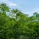 Skatteintäkter från legal försäljning av cannabis kan motivera andra stater att börja med legal försäljning av cannabis. Omsättningsskatter som samlats in av stater med lagliga cannabisprogram uppgick till 10,4 miljarder dollar i december sedan marknaden för vuxna för användning lanserades 2014 i Colorado och Washington State, enligt en studie av The Marijuana Policy Project.