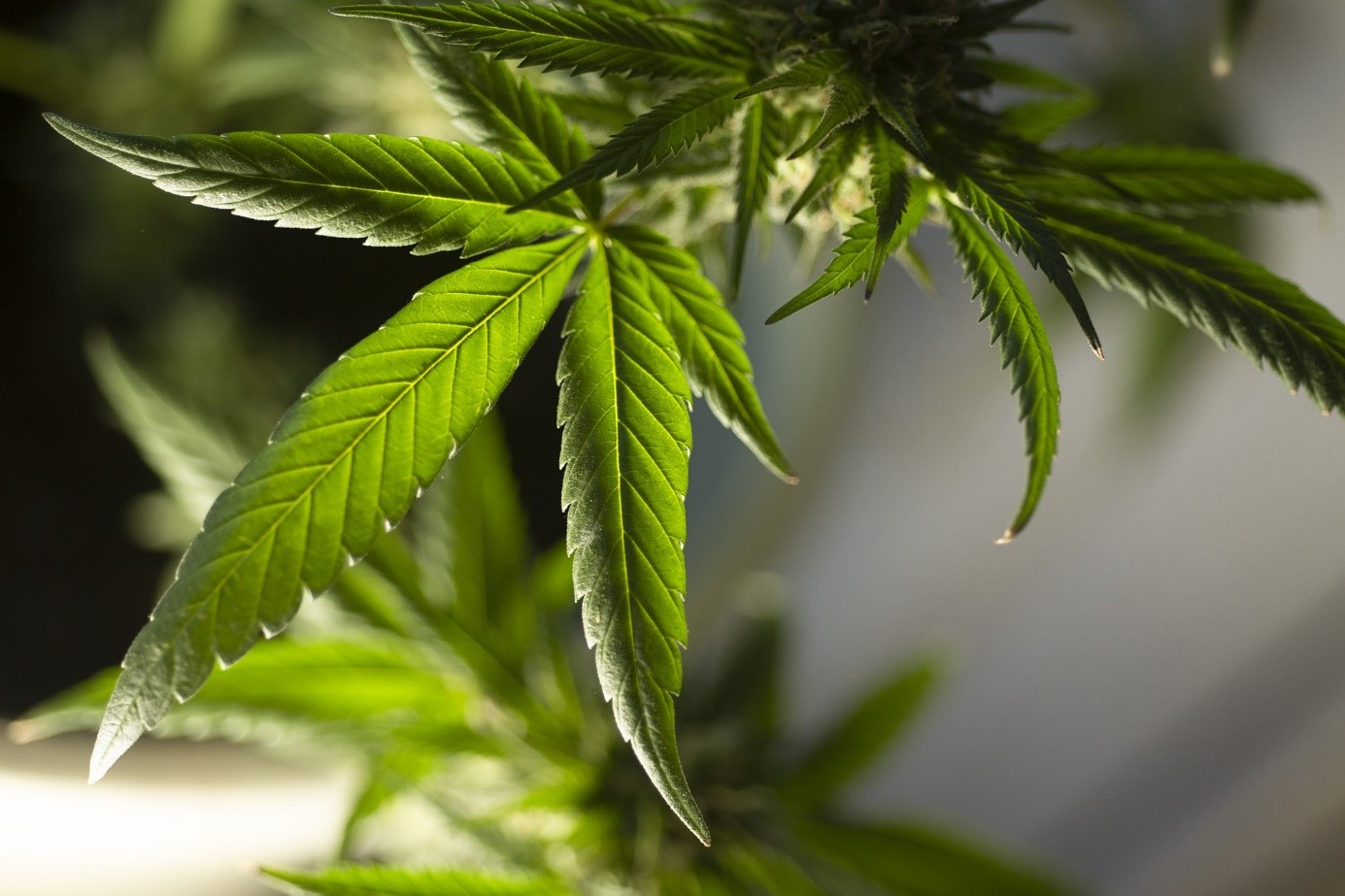 Kalifornien delar ut 100 miljoner dollar för att stödja lokal affärsutveckling för marijuana
