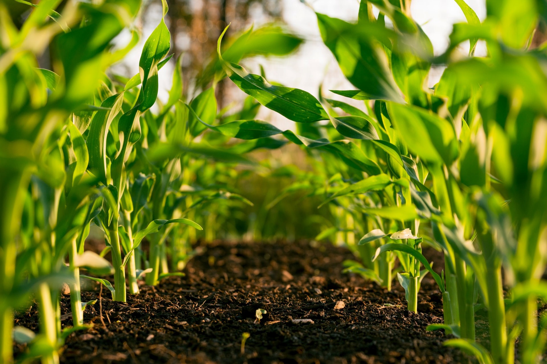 Global X AgTech and Food Innovation UCITS ETF USD Accumulating (KROP ETF) investerar i aktier med fokus Future of Food, World. Utdelningarna i fonden återinvesteras (ackumulerar).