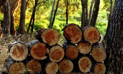 iShares Global Timber & Forestry UCITS ETF USD (Dist) (IUSB ETF) investerar i aktier med fokus på de största skogsbolagen. Utdelningarna i fonden delas ut till investerarna (halvårsvis).