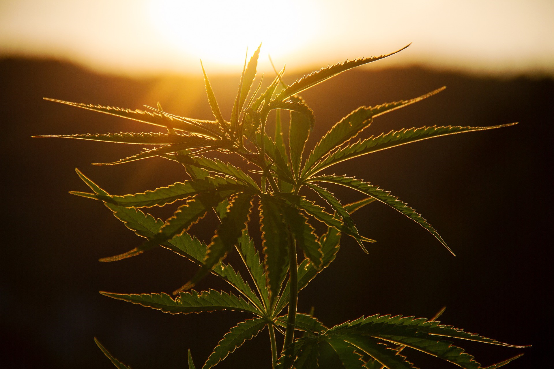Roundhill Investments, en ETF-sponsor fokuserad på innovativa tematiska fonder, lanserade idag sin cannabisfond, Roundhill Cannabis ETF (WEED ETF) på Cboe BZX Exchange. WEED ETF strävar efter att ge investerare exponering för cannabissektorn, inklusive amerikanska multi-state-operatörer (”MSOs”).