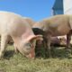 Lean Hogs är den vanligaste råvaran för att få exponering för priser på hela svin. I denna artikel tittar vi på Lean Hogs Trading.