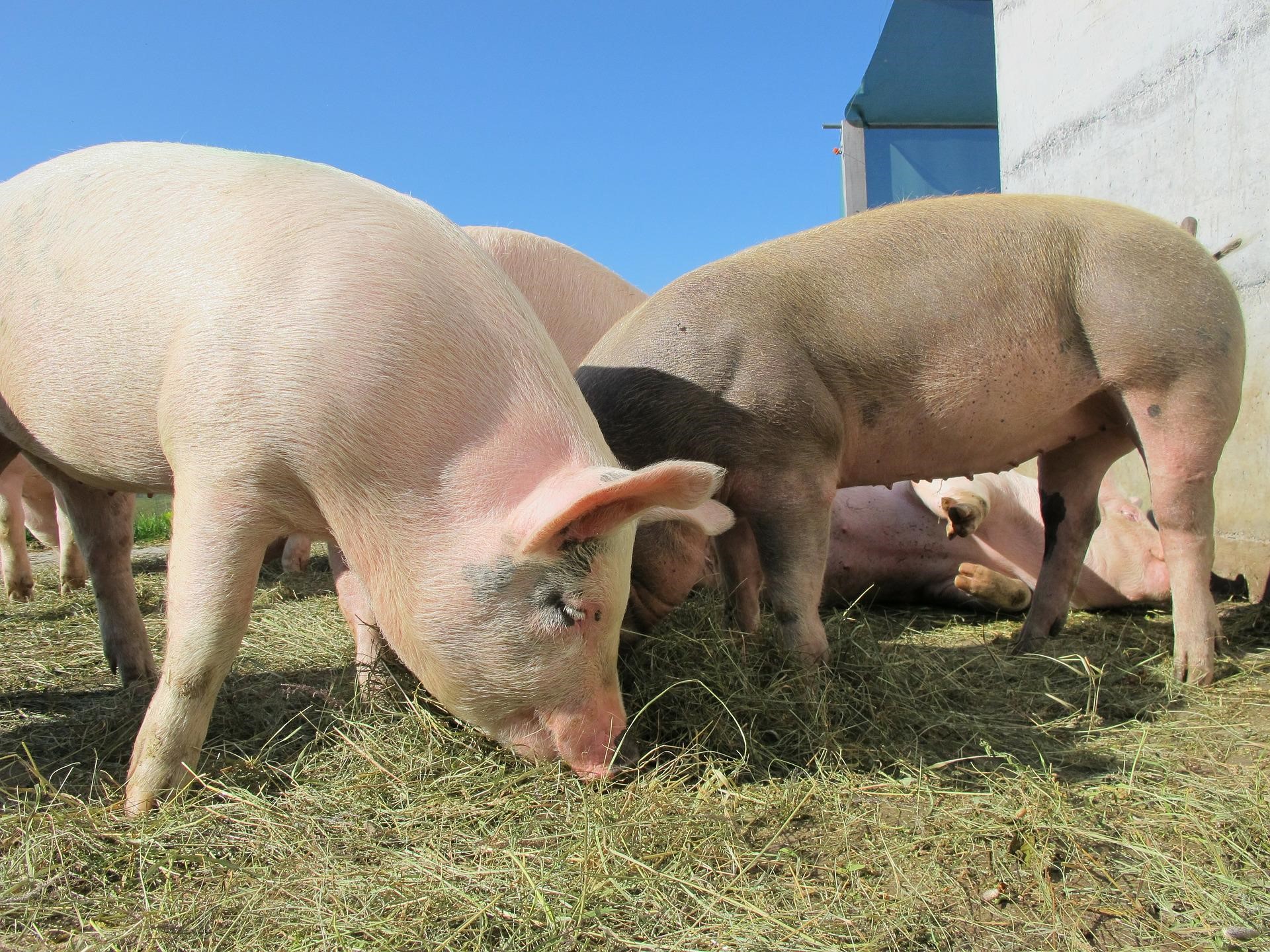 Lean Hogs är den vanligaste råvaran för att få exponering för priser på hela svin. I denna artikel tittar vi på Lean Hogs Trading.