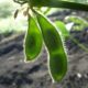 Sojabönor är en basföda för människor över hela världen, så efterfrågan tenderar att vara hög. Ta reda på hur du handlar med sojabönsmarknader, faktorerna som påverkar prissättningen och några strategier du kan använda för att handla med dessa populära råvaror. Hur man handlar med sojabönor.