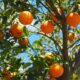 Vad är handel med apelsinjuice? Handel med apelsinjuice har blivit populärt globalt och handelsvolymerna fortsätter att öka. Eftersom det är en av världens mest populära fruktjuicer, lockar handel med apelsinjuice olika marknadsaktörer, inklusive bönder, processorer, lagerhus, marknadsgaranter och arbitrage.