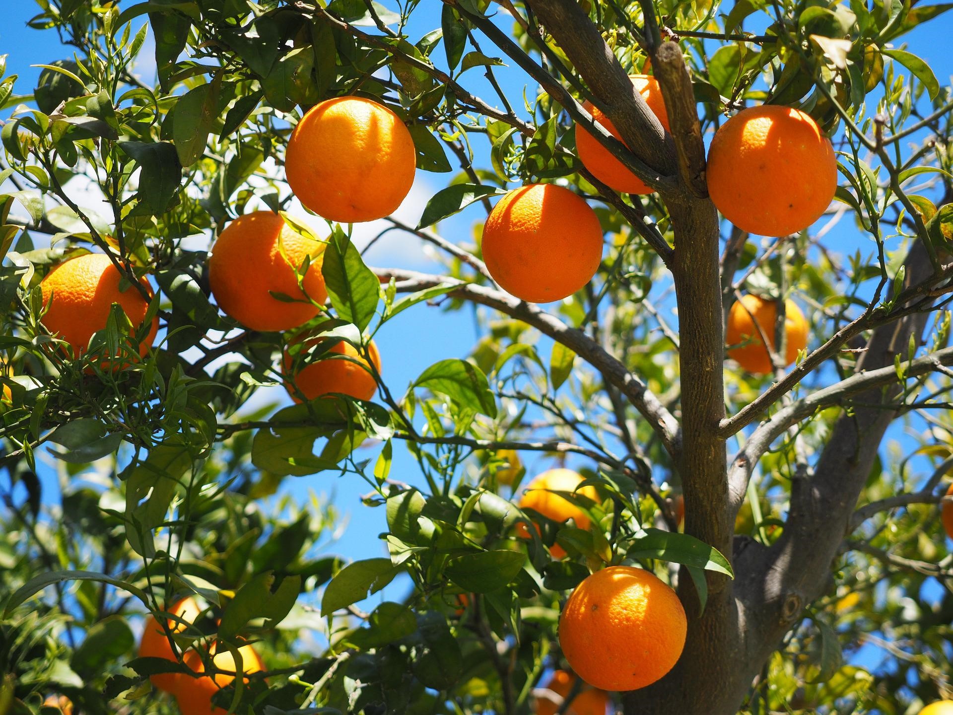 Vad är handel med apelsinjuice? Handel med apelsinjuice har blivit populärt globalt och handelsvolymerna fortsätter att öka. Eftersom det är en av världens mest populära fruktjuicer, lockar handel med apelsinjuice olika marknadsaktörer, inklusive bönder, processorer, lagerhus, marknadsgaranter och arbitrage.