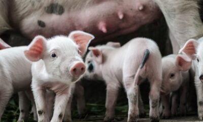 Kinas första börshandlade fond för svinuppfödning (ETF) gjorde sin debut på Shenzhen-börsen 2020, den första av tre knutna till landets blomstrande grisköttssektor (fläsksektor) som återuppbyggs efter att afrikansk svinpest decimerade de kinesiska svinbesättningarna år 2018.