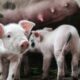 Kinas första börshandlade fond för svinuppfödning (ETF) gjorde sin debut på Shenzhen-börsen 2020, den första av tre knutna till landets blomstrande grisköttssektor (fläsksektor) som återuppbyggs efter att afrikansk svinpest decimerade de kinesiska svinbesättningarna år 2018.