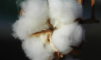 Bomull har varit en stapelvara i textilindustrin i många århundraden. Faktum är att det finns bevis för att bomull odlades och vävdes till tyg för över 5 000 år sedan. Även om användningen i kläder har minskat de senaste åren på grund av framväxten av substitut, är bomull fortfarande en mångmiljardindustri och är en av de mest omsatta varorna i världen.