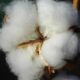 Bomull har varit en stapelvara i textilindustrin i många århundraden. Faktum är att det finns bevis för att bomull odlades och vävdes till tyg för över 5 000 år sedan. Även om användningen i kläder har minskat de senaste åren på grund av framväxten av substitut, är bomull fortfarande en mångmiljardindustri och är en av de mest omsatta varorna i världen.
