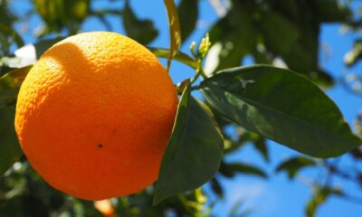 Handel med apelsinjuice kan vara ett lukrativt alternativ till att spekulera på några av de mer konventionella råvarumarknaderna. Lär dig hur du handlar med apelsinjuice och några strategier som kan hjälpa dig under din tid på marknaderna.