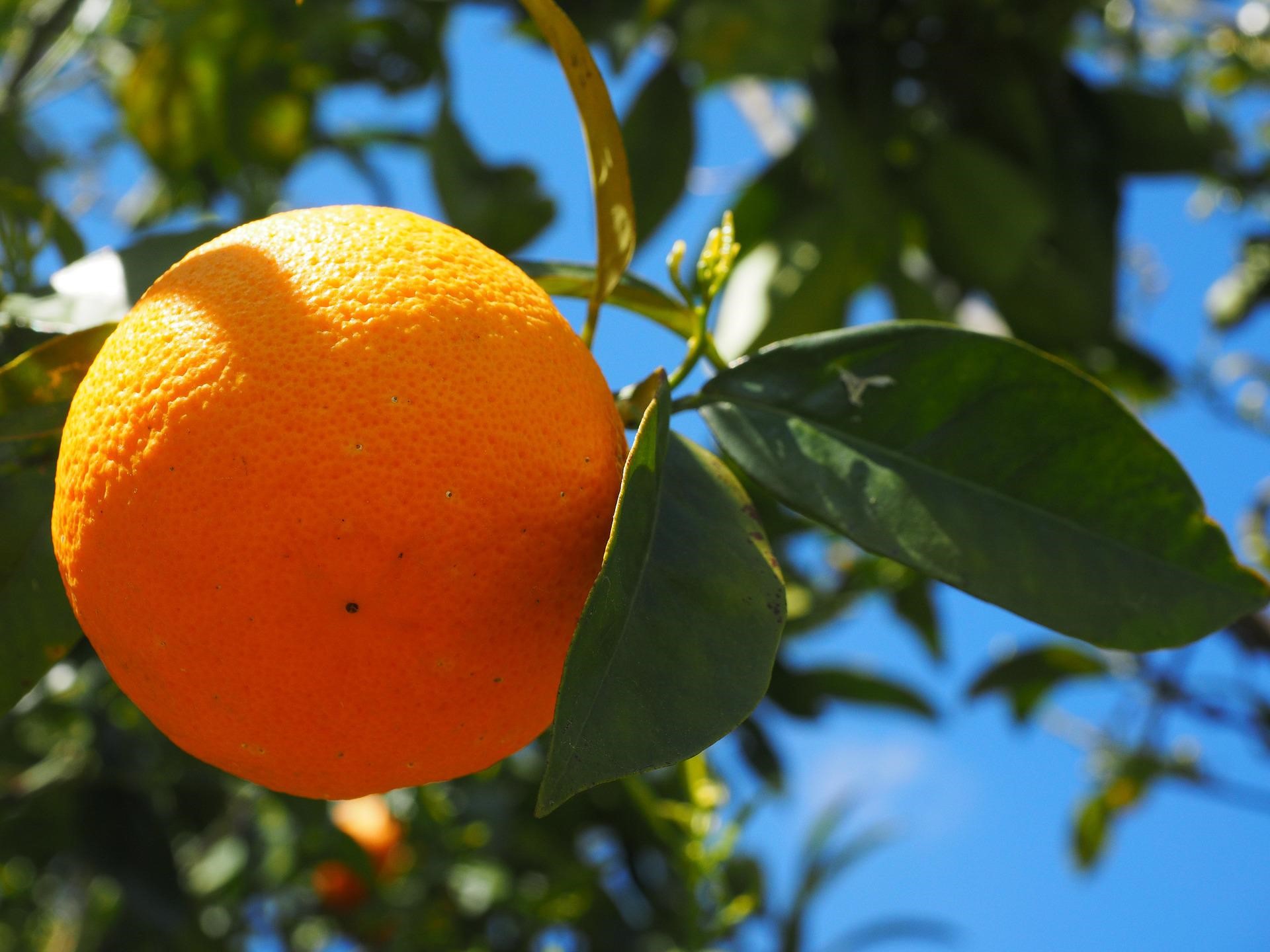 Handel med apelsinjuice kan vara ett lukrativt alternativ till att spekulera på några av de mer konventionella råvarumarknaderna. Lär dig hur du handlar med apelsinjuice och några strategier som kan hjälpa dig under din tid på marknaderna.