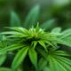 Tyskland importerade rekordstora mängder marijuana för medicinsk och vetenskaplig användning 2022, enligt färska uppgifter från landets Federal Institute for Drugs and Medical Devices (BfArM).