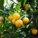 Enligt Capital.com, ökade volymerna i apelsinjuiceterminer med över 680 procent i februari 2023 jämfört med en månad tidigare. Ökningen i handelsvolymer sammanfaller med årets rekordhöga priser på terminskontrakten för frusen koncentrerad apelsinjuice (FCOJ). Lägre produktion av apelsinjuice i Florida har drivit upp priserna, som förväntas förbli höga. Trading Economics förutspår att apelsinjuice kommer att handlas till 262,60 USD/pound i slutet av detta kvartal och till 291,91 USD om 12 månader.