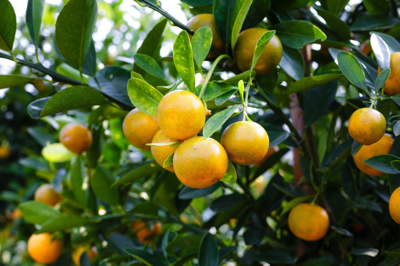 Enligt Capital.com, ökade volymerna i apelsinjuiceterminer med över 680 procent i februari 2023 jämfört med en månad tidigare. Ökningen i handelsvolymer sammanfaller med årets rekordhöga priser på terminskontrakten för frusen koncentrerad apelsinjuice (FCOJ). Lägre produktion av apelsinjuice i Florida har drivit upp priserna, som förväntas förbli höga. Trading Economics förutspår att apelsinjuice kommer att handlas till 262,60 USD/pound i slutet av detta kvartal och till 291,91 USD om 12 månader.