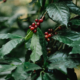 Experter har utfärdat en brådskande vädjan till regeringen och jordbrukssamhället i Uganda att anta mer hållbara metoder för kaffeodling och produktion. Uppropet framfördes av chefen för World Sustainability Organization Paolo Bray. Han varnade för att underlåtenhet att agera kan leda till att Uganda förlorar sin position som en av världens största kaffeproducenter.