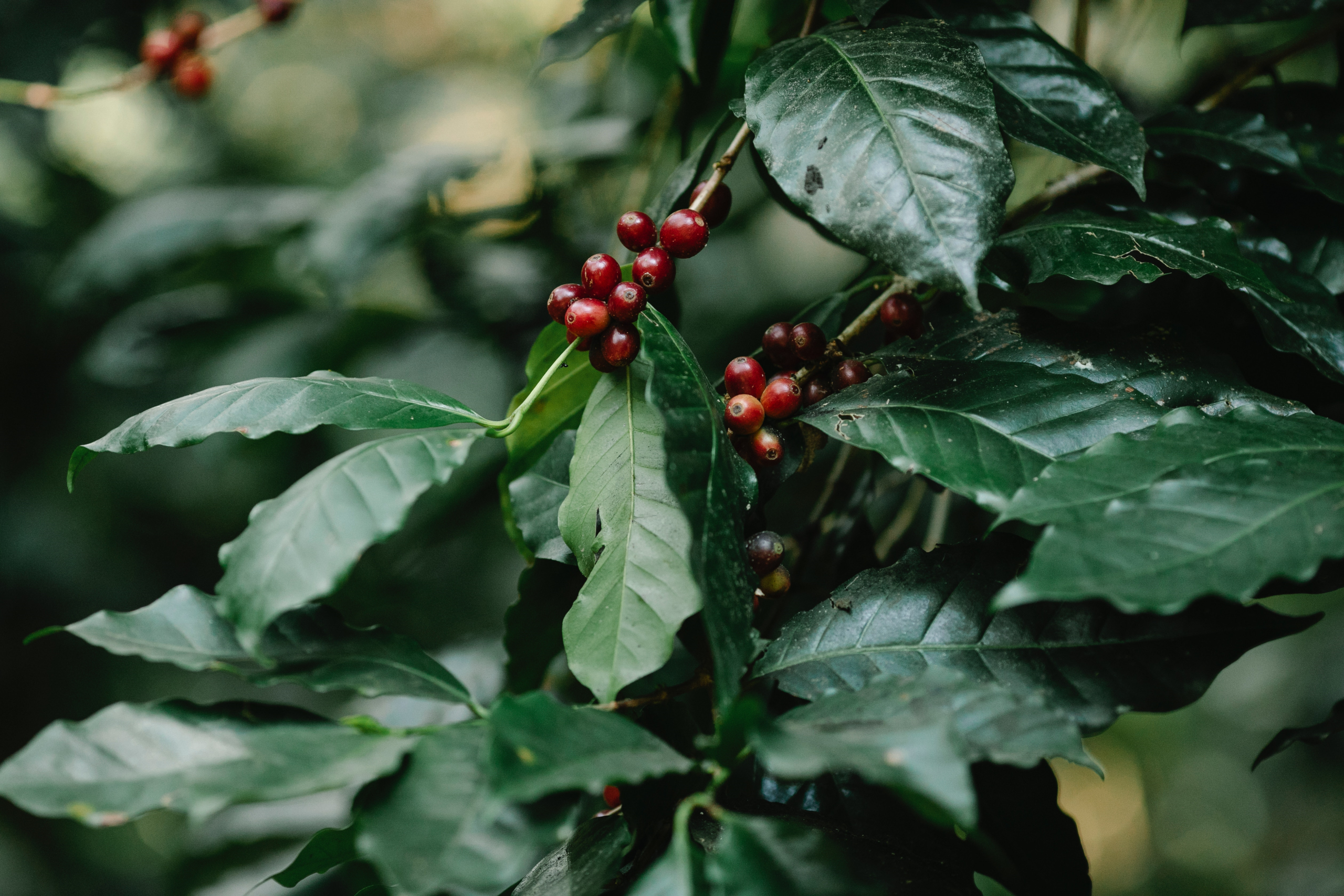 Experter har utfärdat en brådskande vädjan till regeringen och jordbrukssamhället i Uganda att anta mer hållbara metoder för kaffeodling och produktion. Uppropet framfördes av chefen för World Sustainability Organization Paolo Bray. Han varnade för att underlåtenhet att agera kan leda till att Uganda förlorar sin position som en av världens största kaffeproducenter.