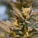 Två cannabisaktieindex som spårar utvecklingen av cannabisföretag på Nordamerikas största börser har lagts ned på grund av avtagande investerarintresse för marijuanaaktier och miljarder i förluster som företagen lidit.