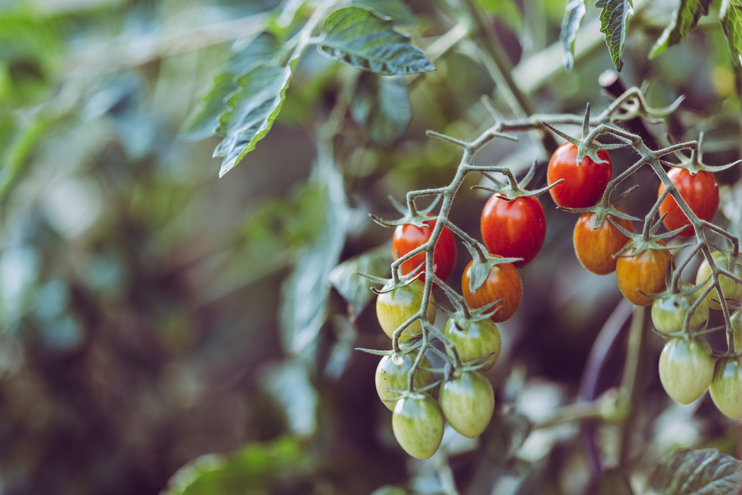 Tomater är världens mest bearbetade grönsak. Cirka 39 miljoner ton tomater bearbetas årligen runt om i världen. Bearbetade tomater används ofta i en rad lätt igenkännliga produkter, som pizza, ketchup och pastasås.