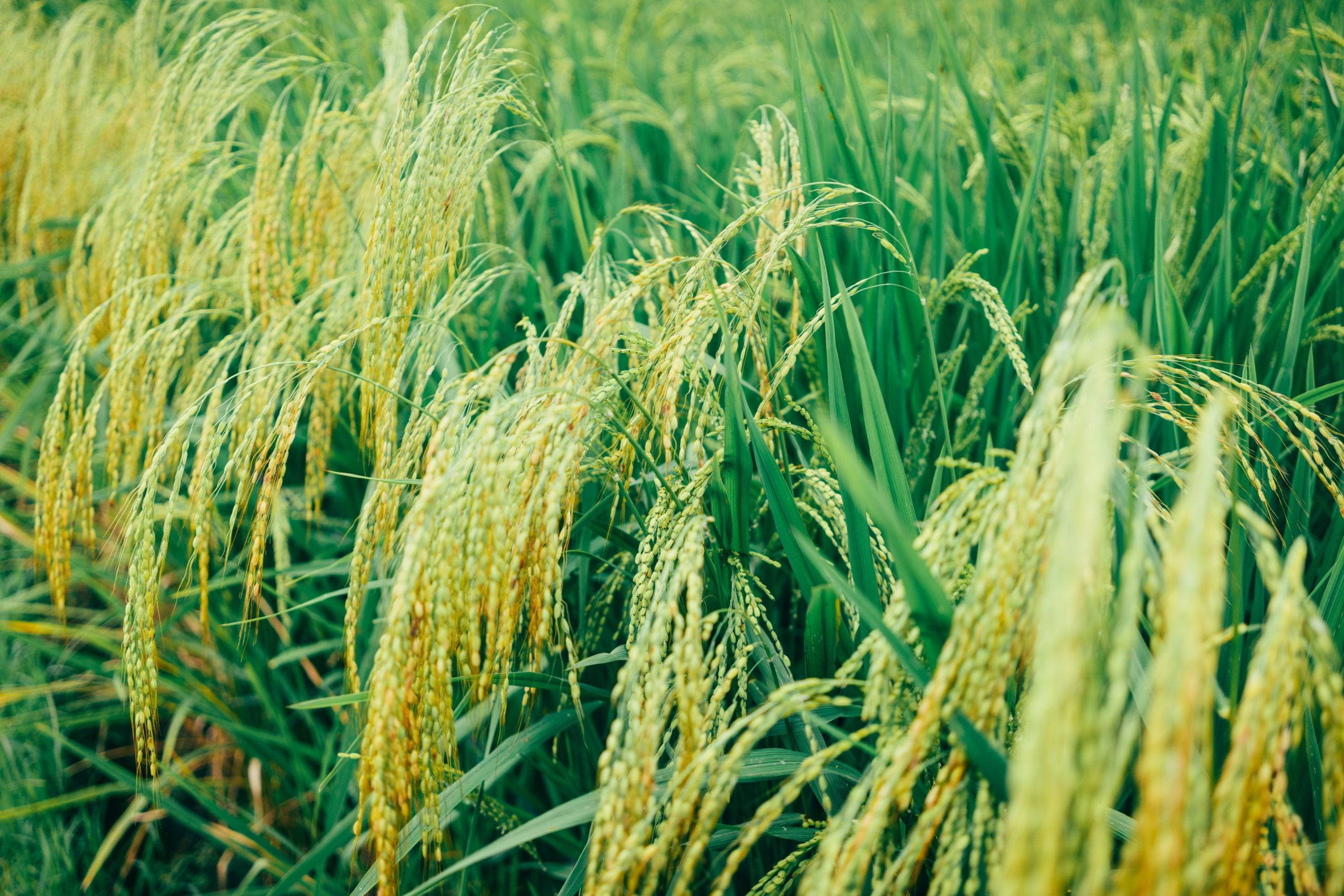 El Niños grepp om den globala ekonomin skärps, framför allt på rismarknaderna. Ris är viktig stapelvara för många länder i framförallt Asien och Afrika. Priset känner redan av bördan klimatförändringen i form av livsmedelsinflation. En stärkande och långvarig El Niño kan få betydande konsekvenser för de globala livsmedelsmarknaderna.