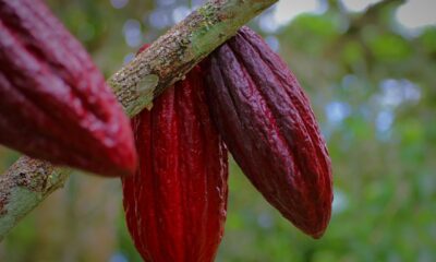 Upptäck orsakerna bakom den oöverträffade ökningen av kakaopriserna, driven av produktionsproblem i Ghana och Elfenbenskusten. Lär dig mer om inverkan på bearbetningsaktiviteter, chokladpriser och utforska investeringsmöjligheter i att handla börshandlade produkter på kakao.