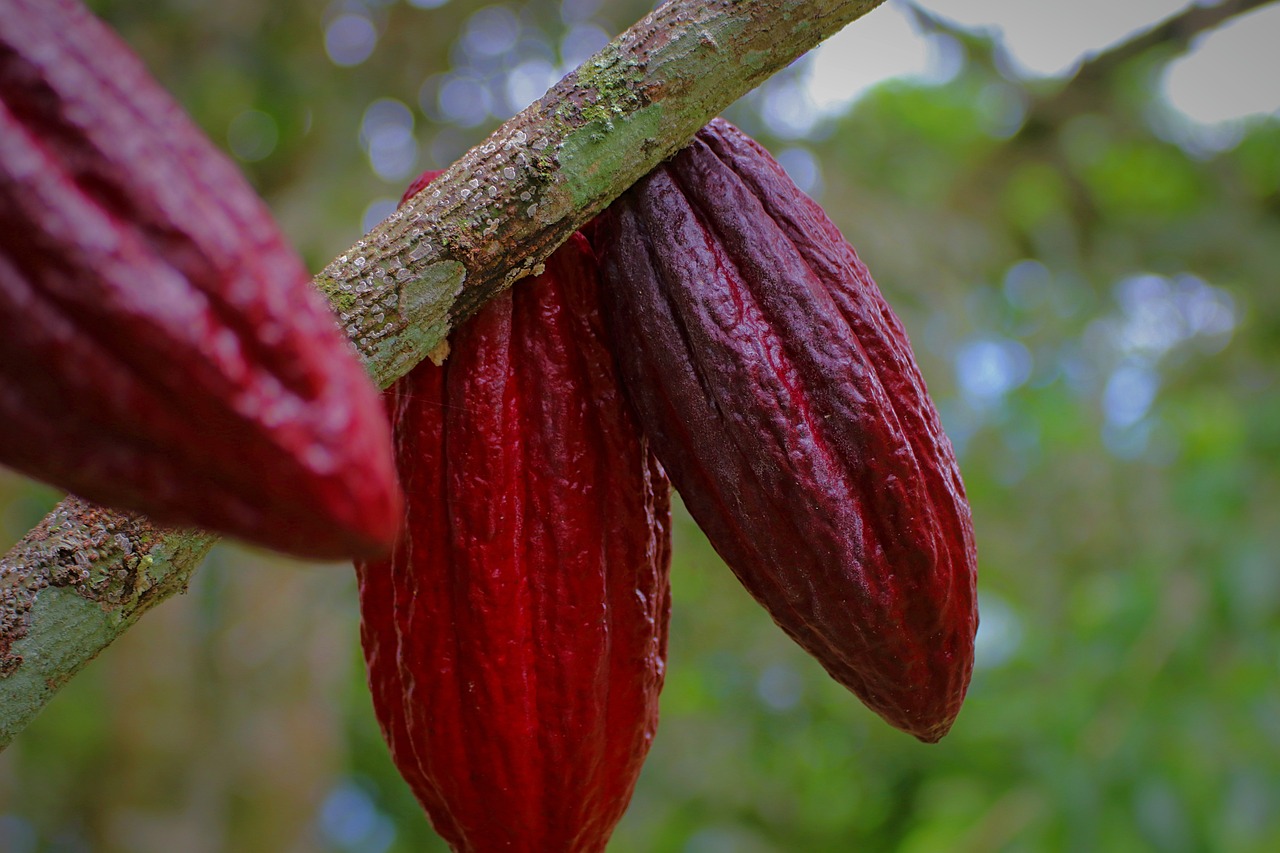 Upptäck orsakerna bakom den oöverträffade ökningen av kakaopriserna, driven av produktionsproblem i Ghana och Elfenbenskusten. Lär dig mer om inverkan på bearbetningsaktiviteter, chokladpriser och utforska investeringsmöjligheter i att handla börshandlade produkter på kakao.