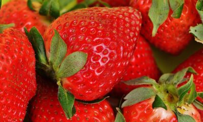 Den globala jordgubbsmarknaden värderades 2022 till 19,1 miljarder USD, och förväntas nå 27,2 miljarder USD år 2031 enligt Wyld Networks. Den europeiska jordgubbsproduktionen legat stabilt på cirka 1,7 miljoner ton, medan skördeområdet har sjunkit till cirka 14 000 hektar. Detta är till stor del ett resultat av olika skördehöjande program och nya odlingstekniker. Trots detta kan Europa stå inför en brist på jordgubbar.